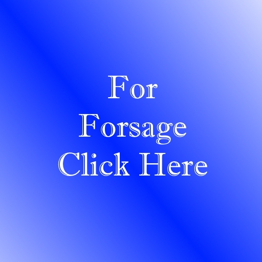 forsage work at home